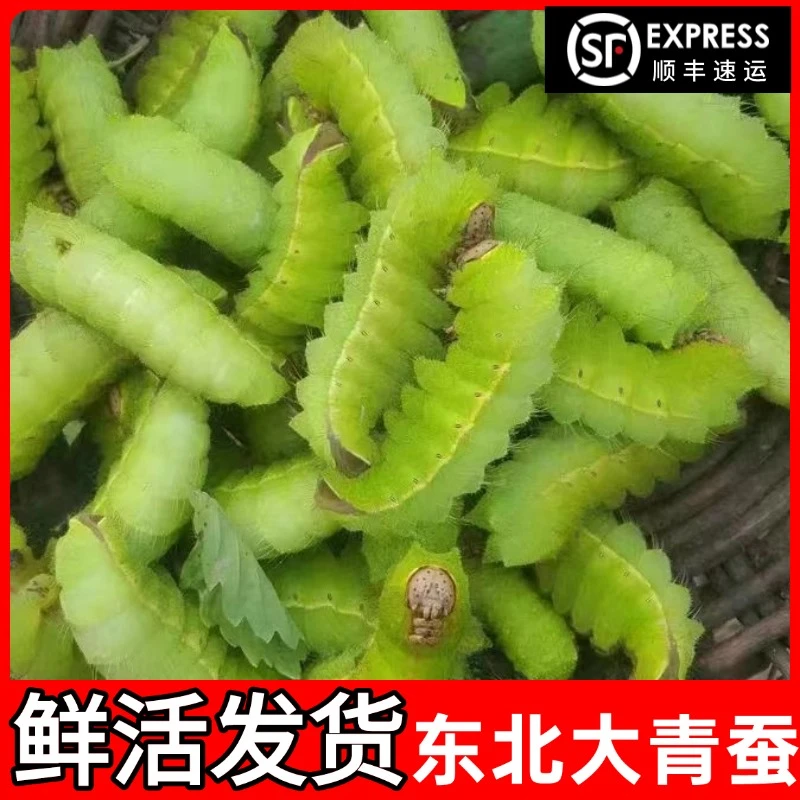 【鲜活青蚕】东北大青蚕新鲜发货大青虫活蚕山上蚕1斤起顺丰发货