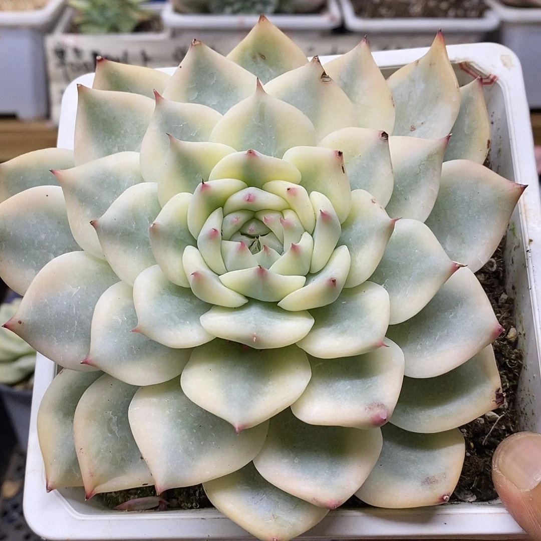 白**?09130 大白瓷娃娃宽覆轮锦