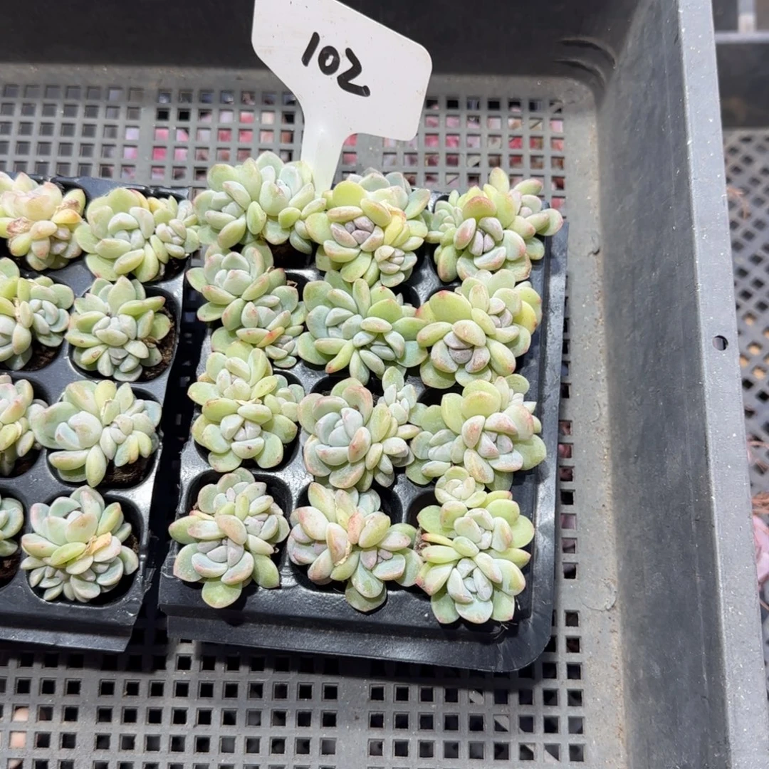 102冰玉哈哈哈哈哈哈