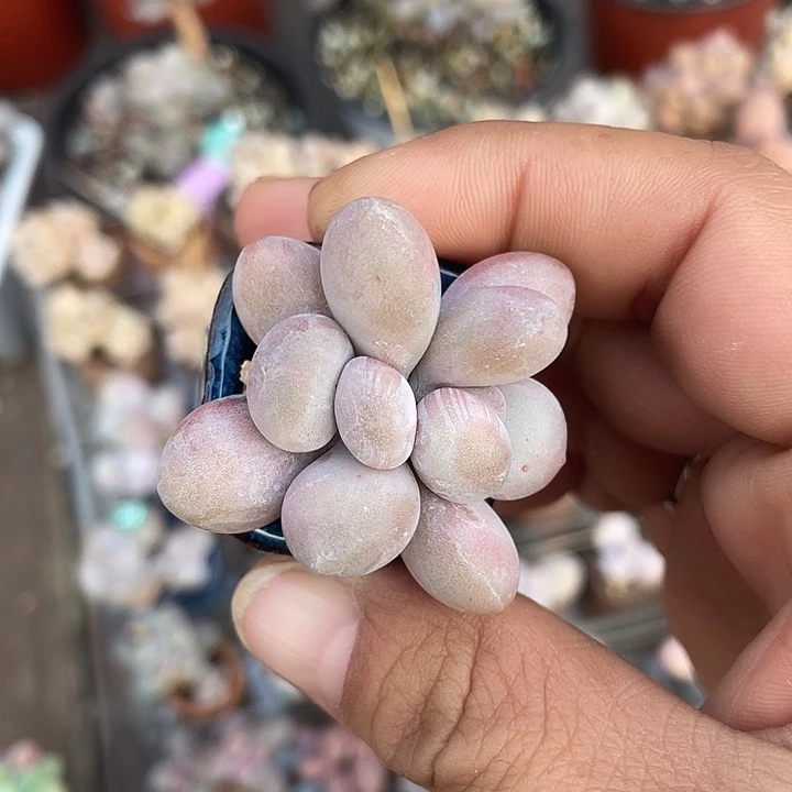 带盆发货 2.5口盆 奶酪