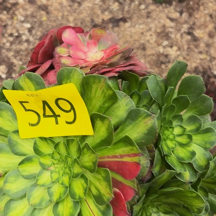 多肉植物福利549个