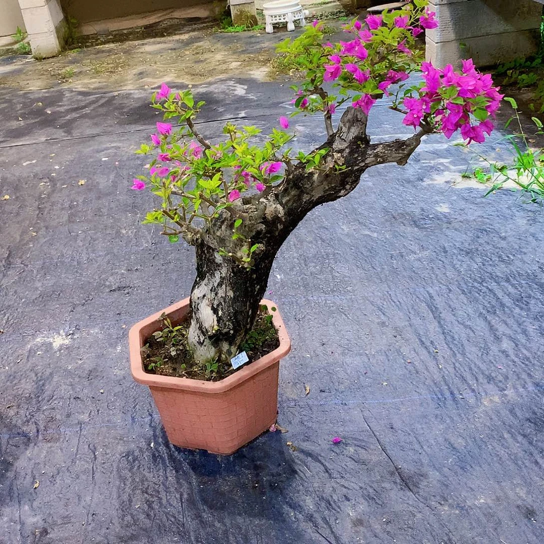 瑜***世完全开放四季开花的小叶紫