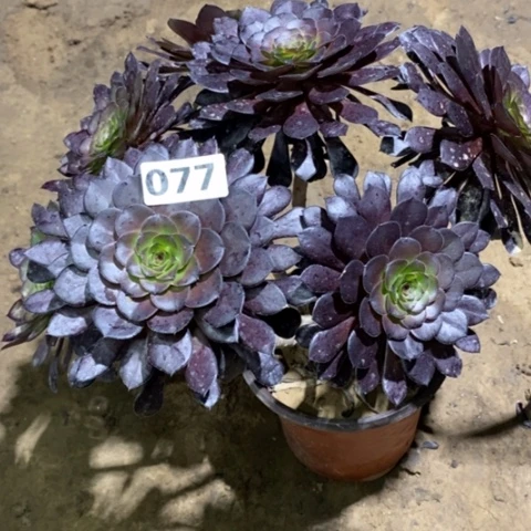 077黑铜壶236678899