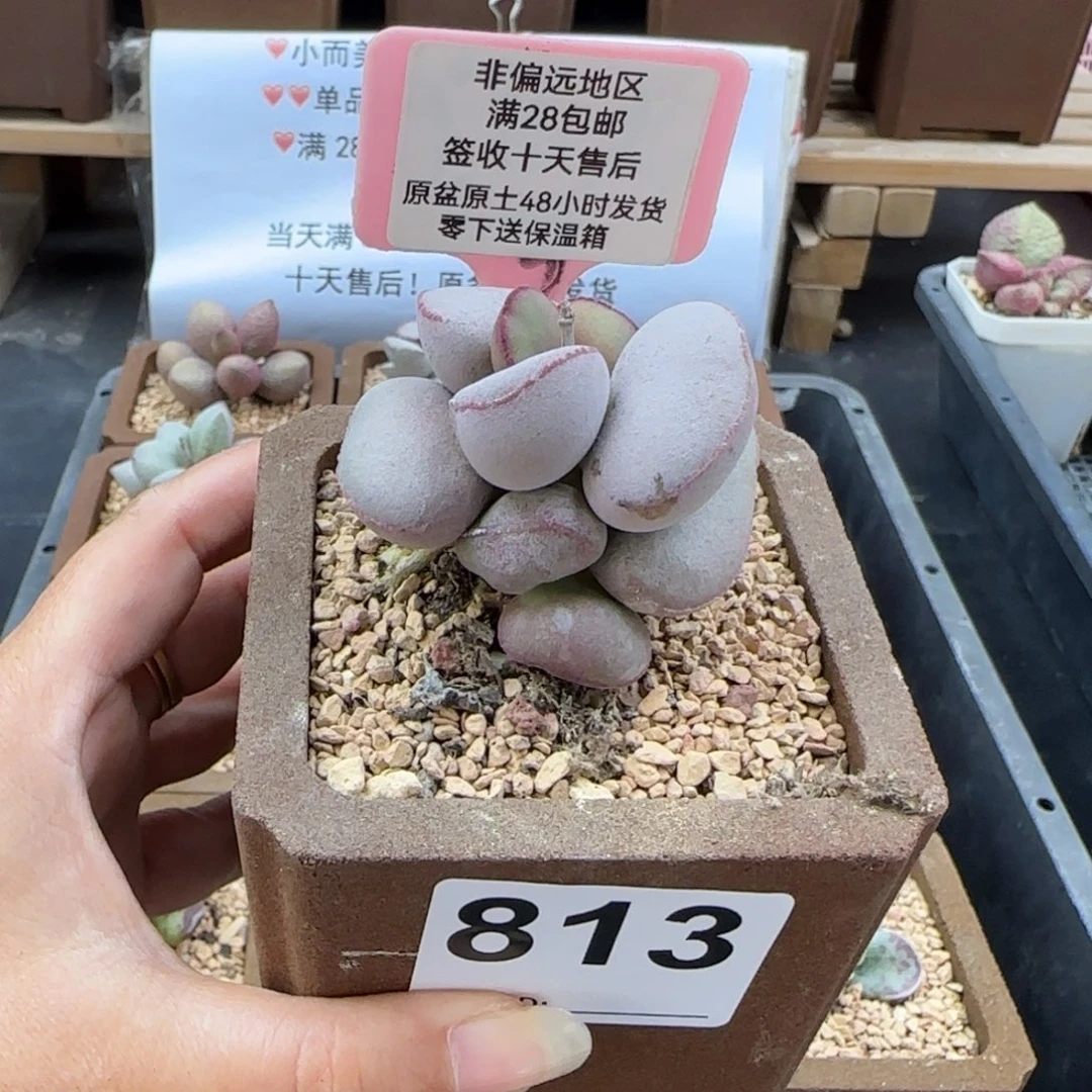 813白肌红蛋多肉植物