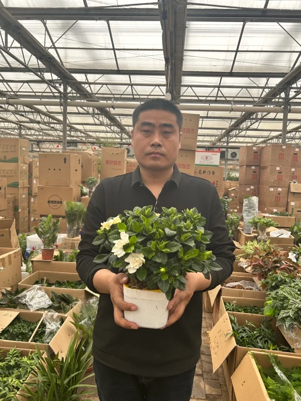懒人方盆栀子花内外阳台绿植