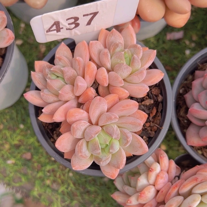 健健康康平平安安