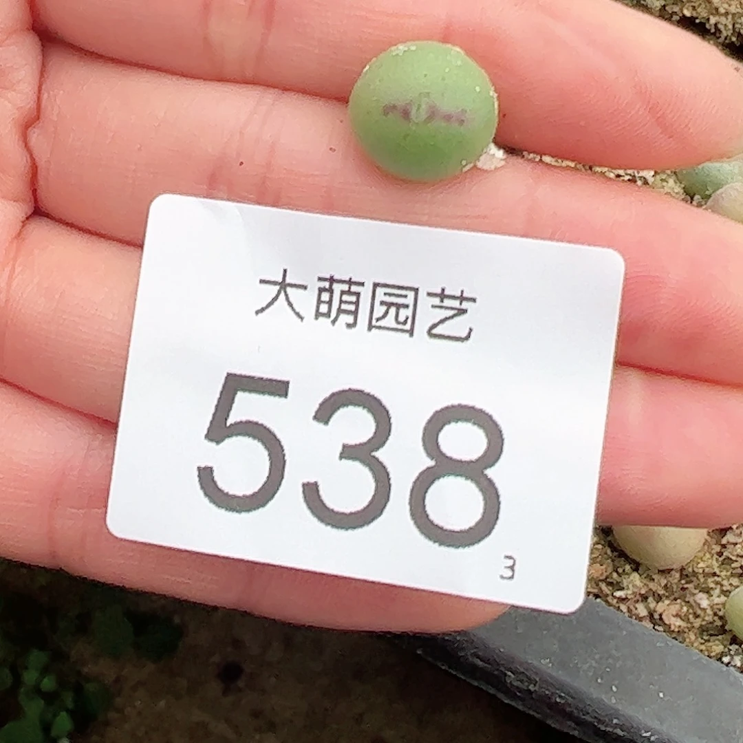 0000538量拍正版白花大枪1颗尺寸1.0上下