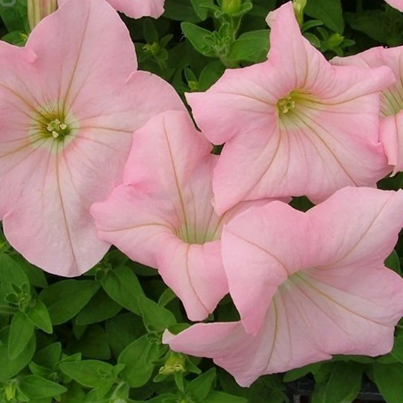 逸棵海明|新直立矮牵牛花苗阳台庭院室内外爆花盆栽易种活冬季