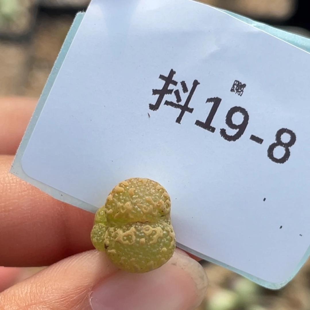 19-8泡泡勋章多肉植物