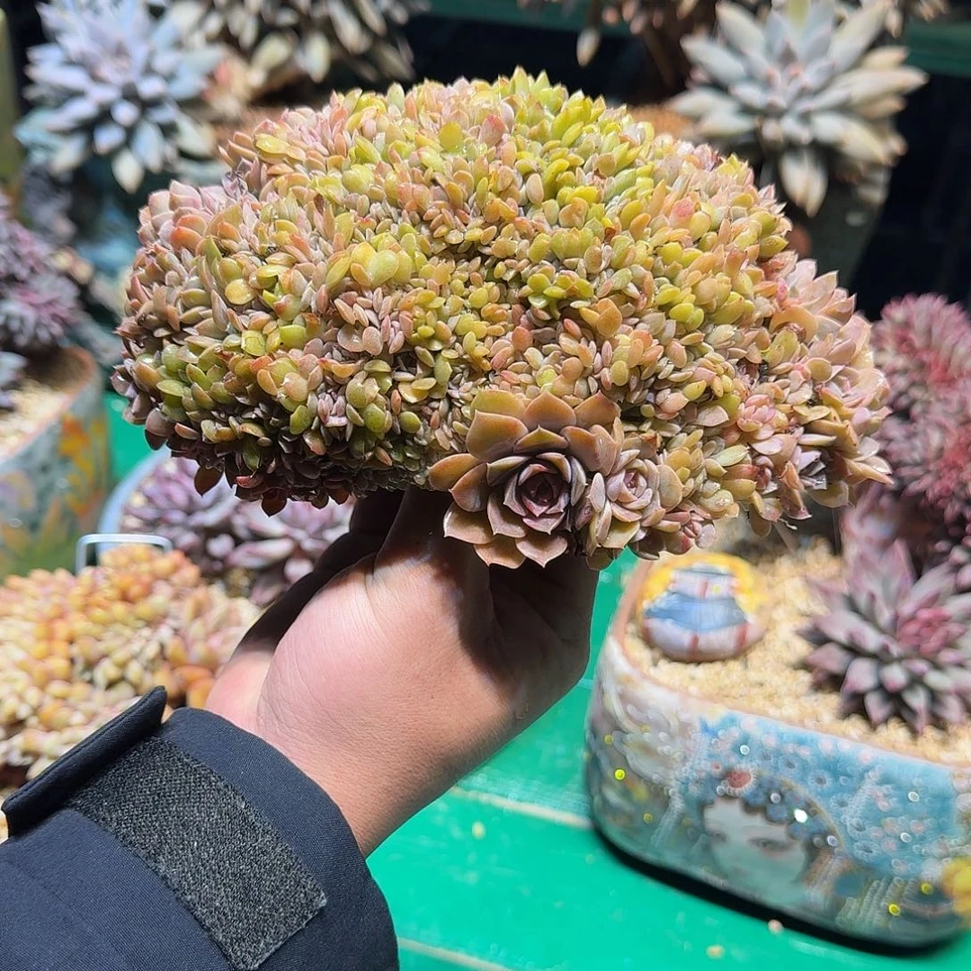 多肉植物多肉植物