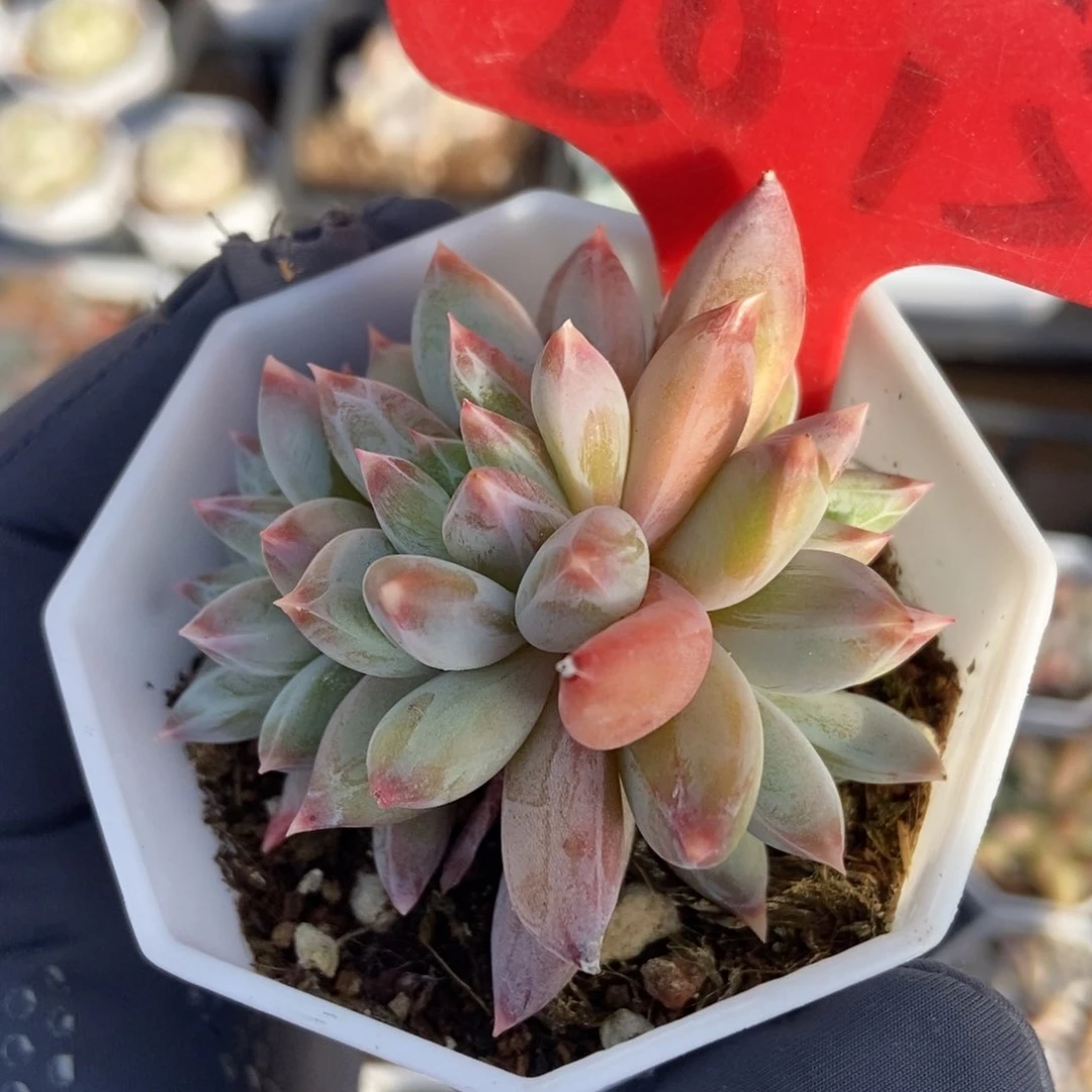 2015梦幻美人duopoly多肉