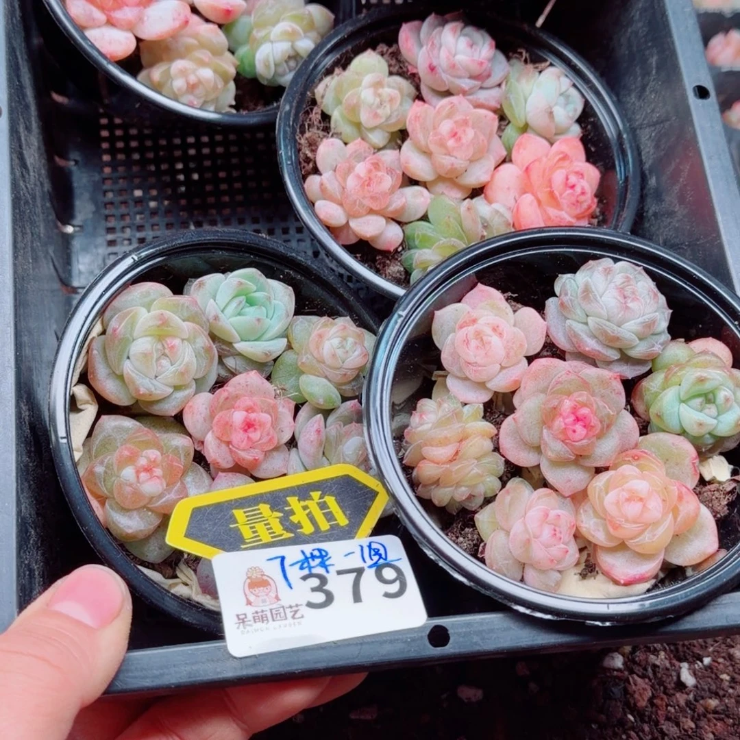 多肉植物多肉植物