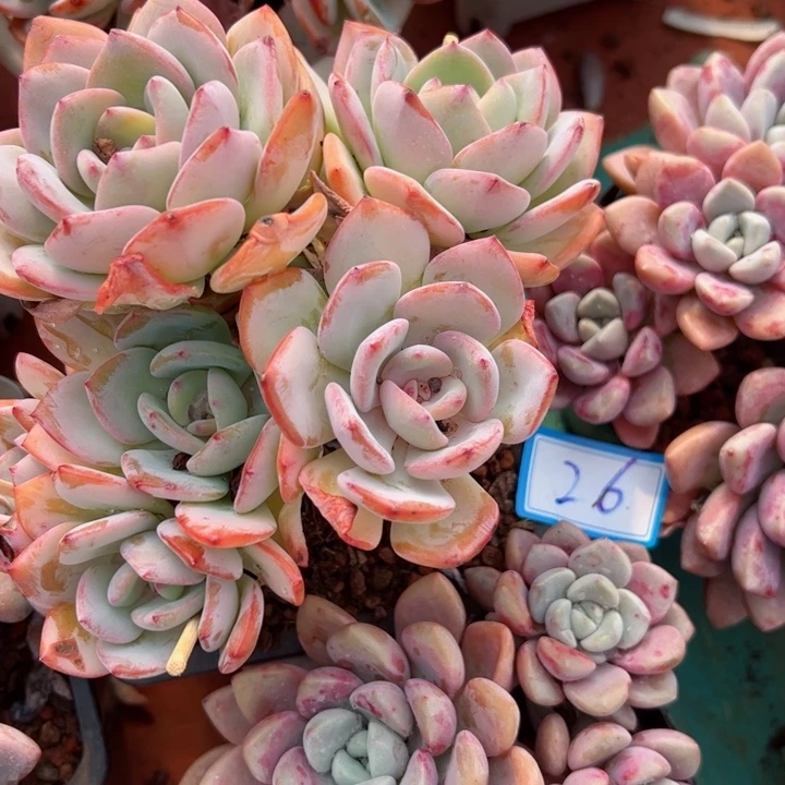 26白月光平平安安健健康康