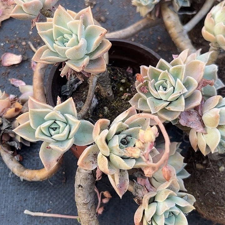 无花朵哈利三盆。