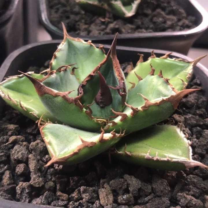 绿犀牛仁王冠龙舌兰