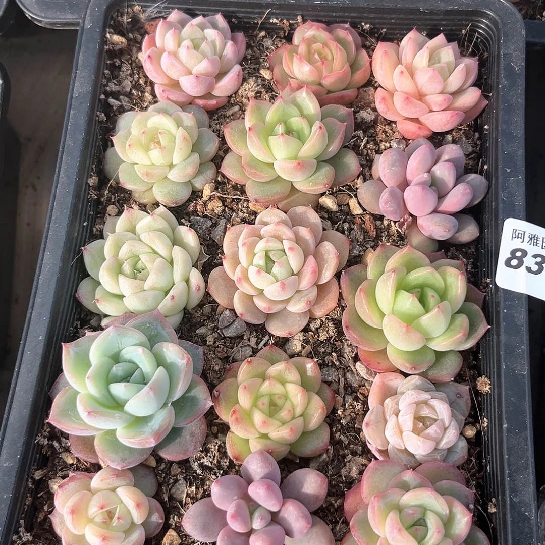 阿雅园艺。         835