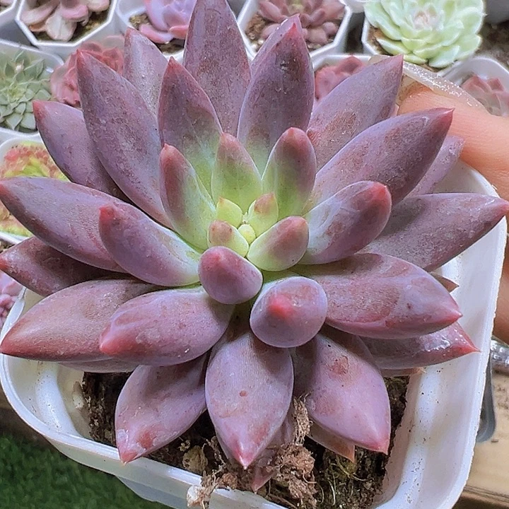 大红蜻蜓19包邮多肉植物