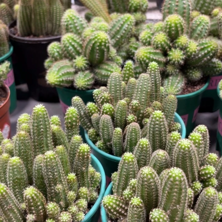 新品进口白檀韦尔吉纳太阳群生