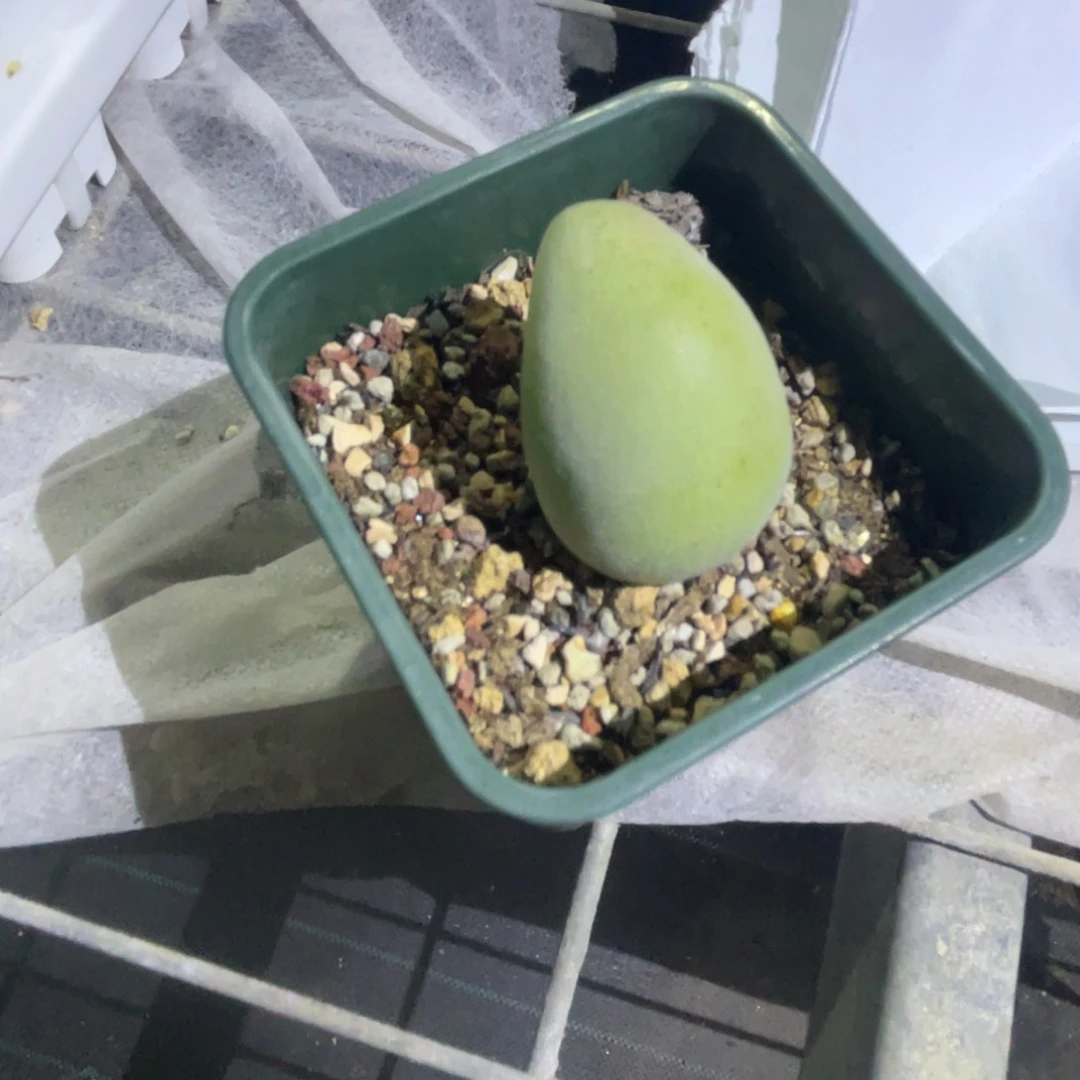 我****云宝辉植物一物一拍