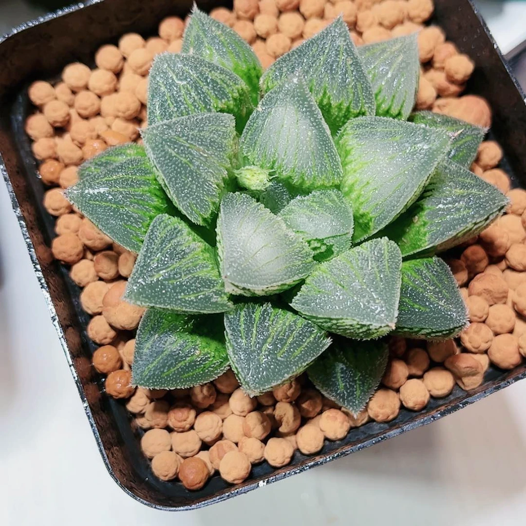 【闪购商品】恩****活实生寿