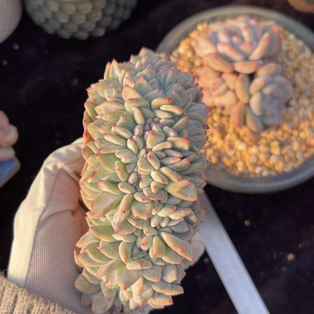 新年快乐 新年快乐