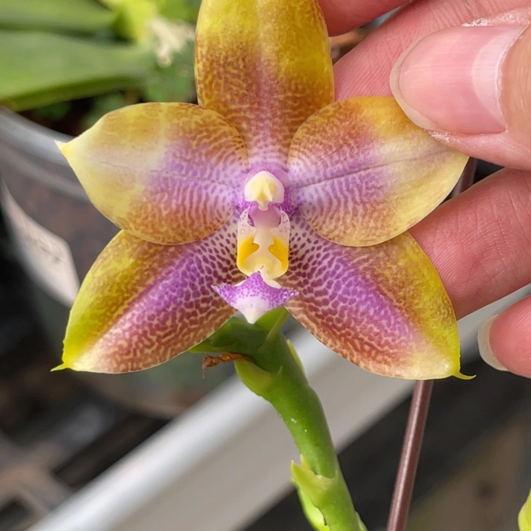 完全开放K2125-883