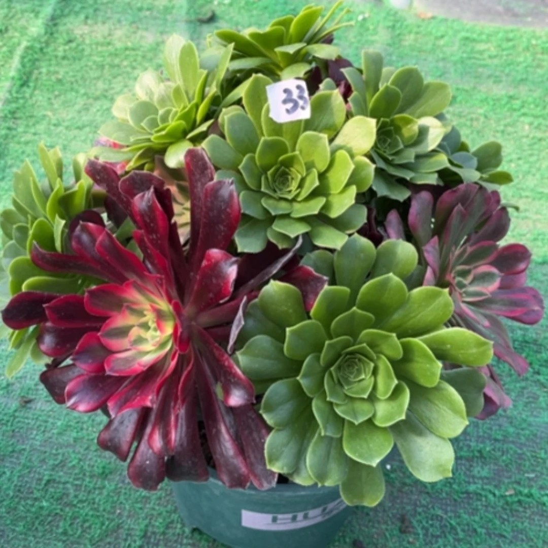 【闪购商品】33嫁接多肉法师