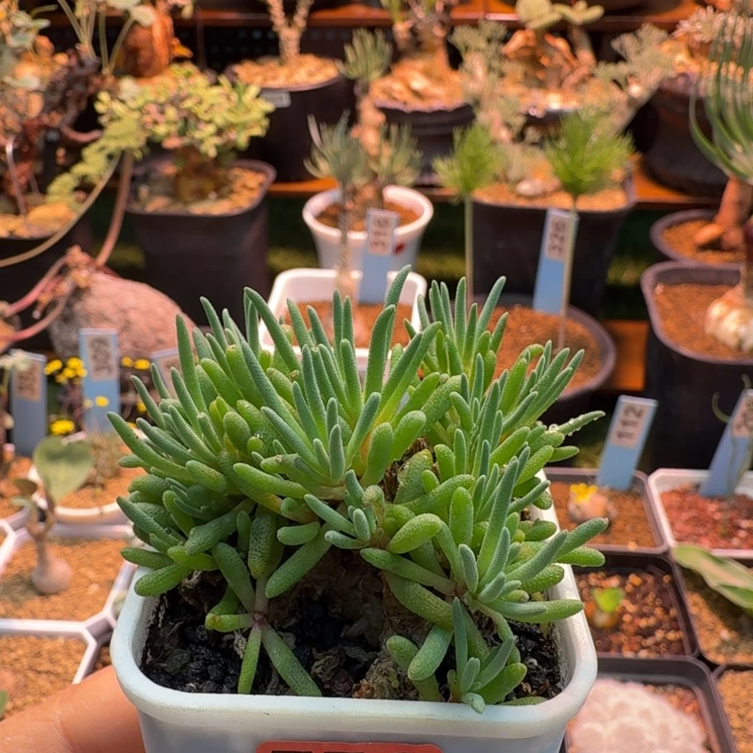 老桩晶珊瑚776 仙人球