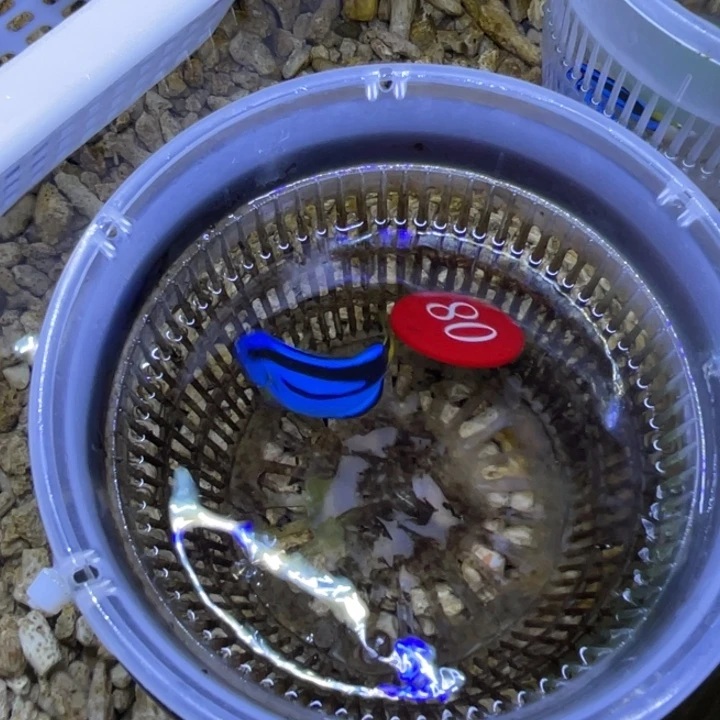 海水鱼蓝调一条顺丰包邮