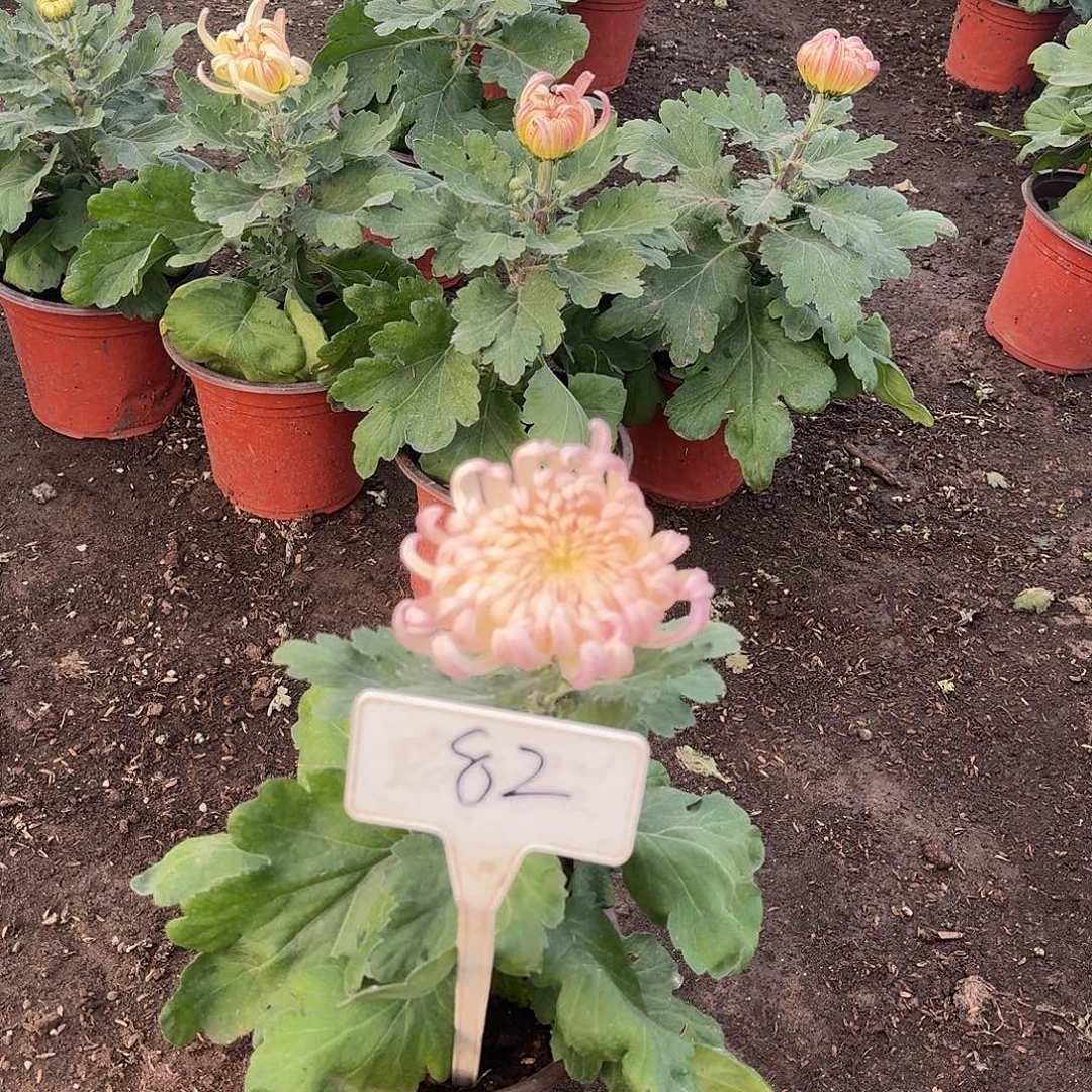 大部分花苞少量开放82圣者