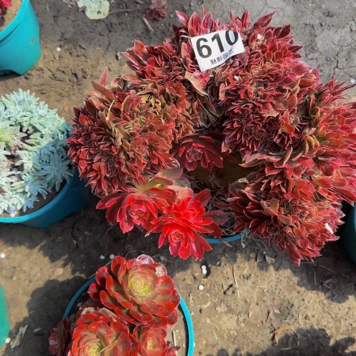 新月花29-56包邮花花