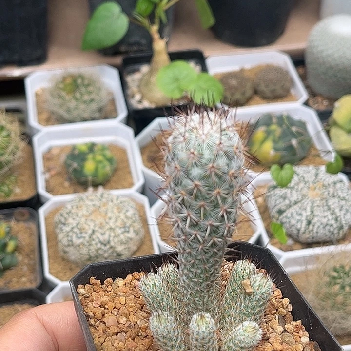 无花朵稀有银狐团扇母本一颗