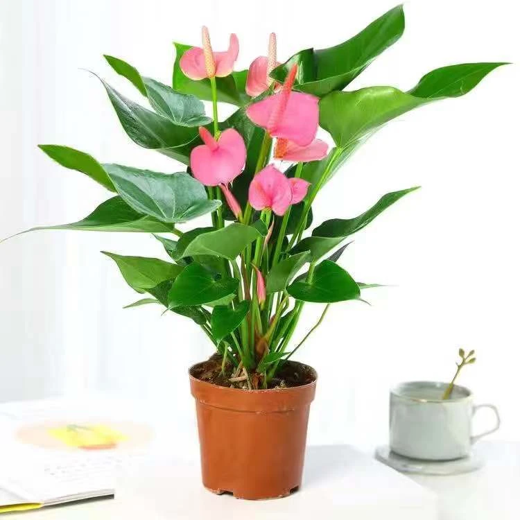 粉掌盆栽好养殖净化空气【6-10朵花】