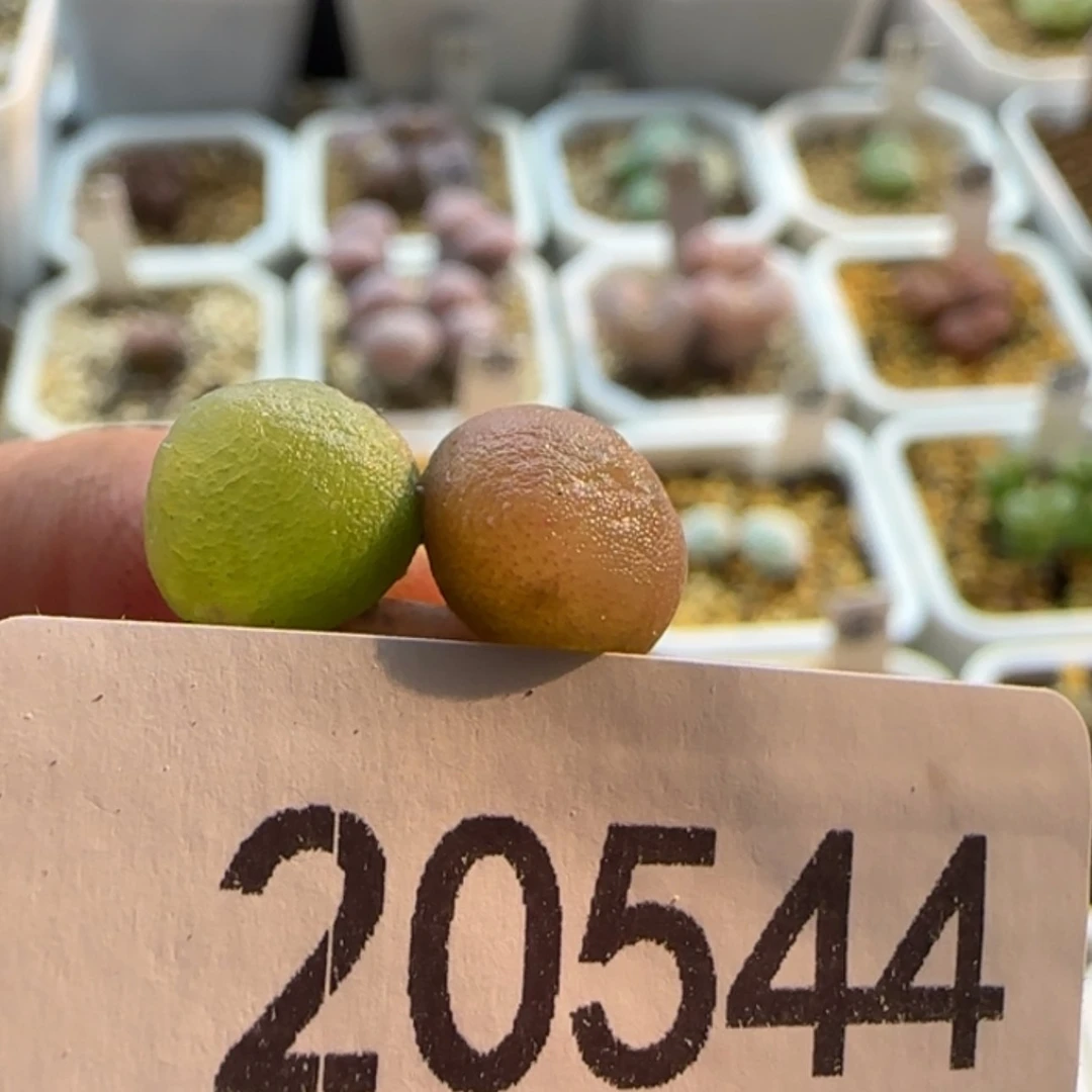 【闪购商品】乌***啦20544