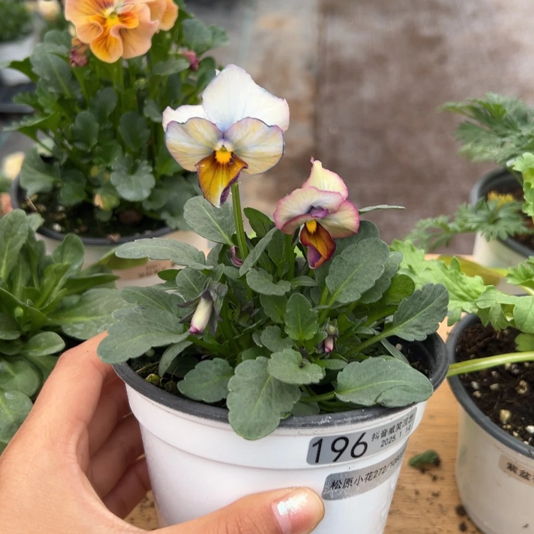 红陶抖音威笑直播闪拍196