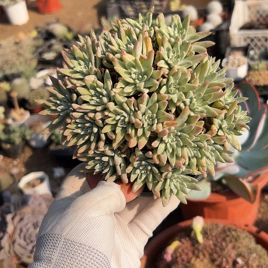 多肉植物白菊老庄