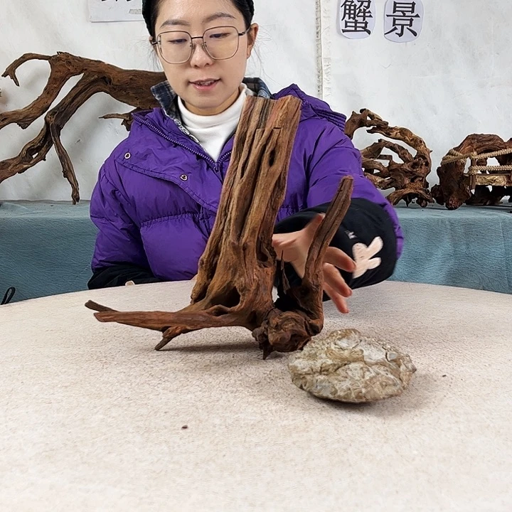 沉木造景爬宠造景