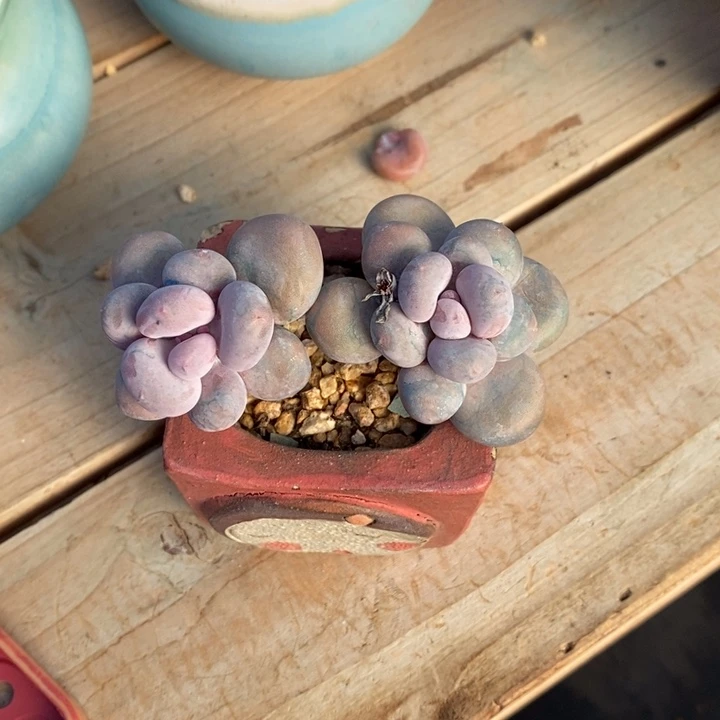 胭脂精品多肉桃    彩虹奶019