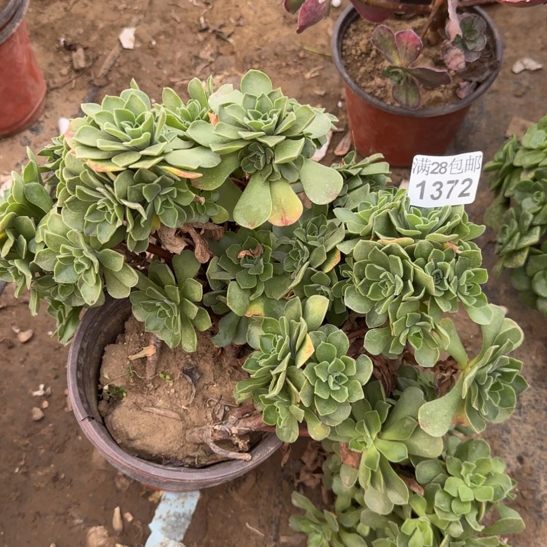 冰绒多肉1372满28包邮断枝不包瑕疵