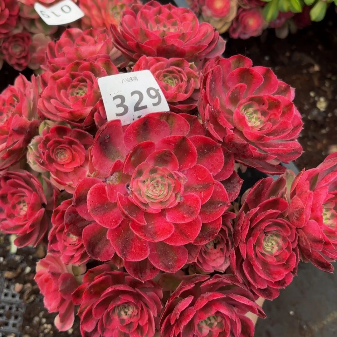 326多肉植物倾城