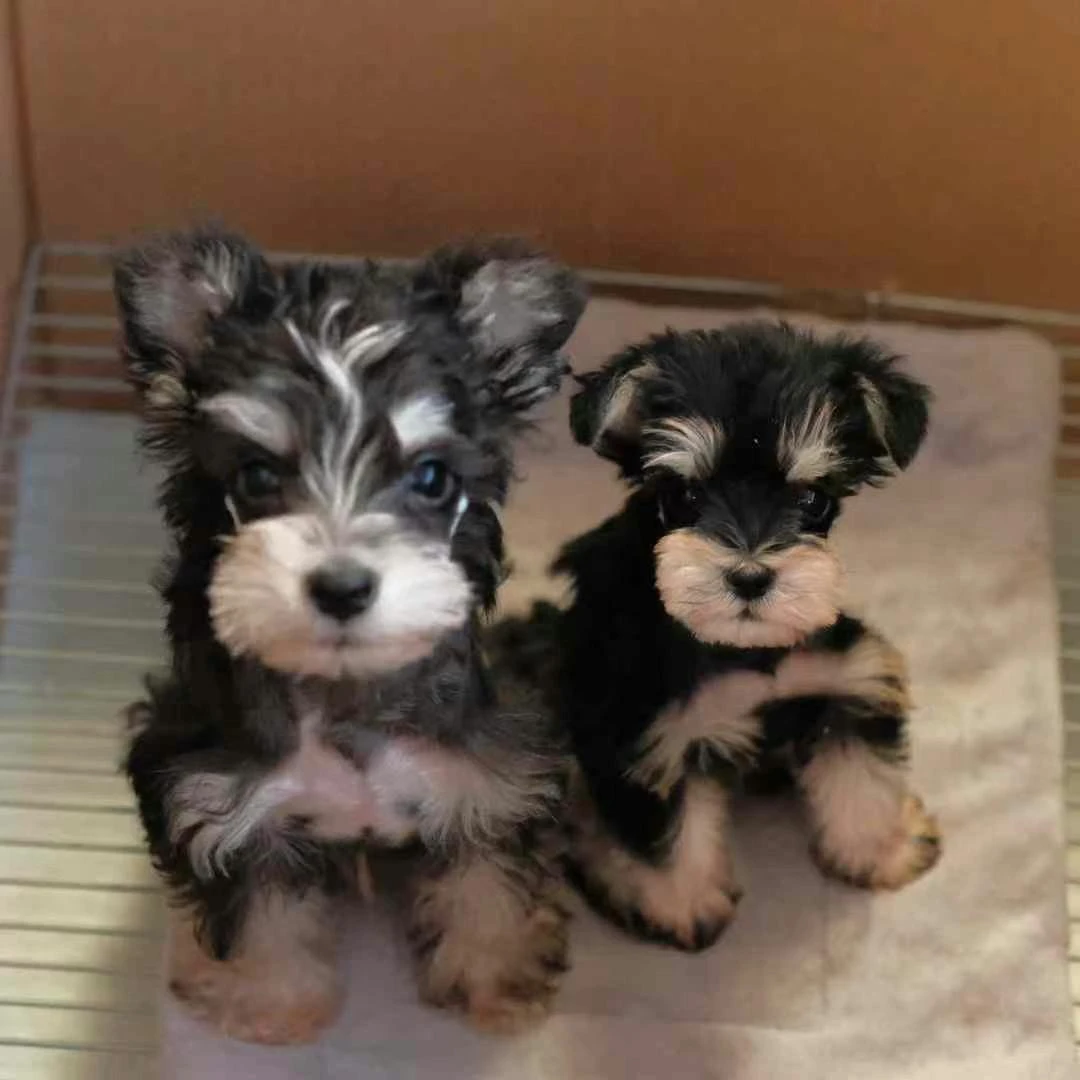 【宠遇家活体链接】可爱雪纳瑞狗狗活体