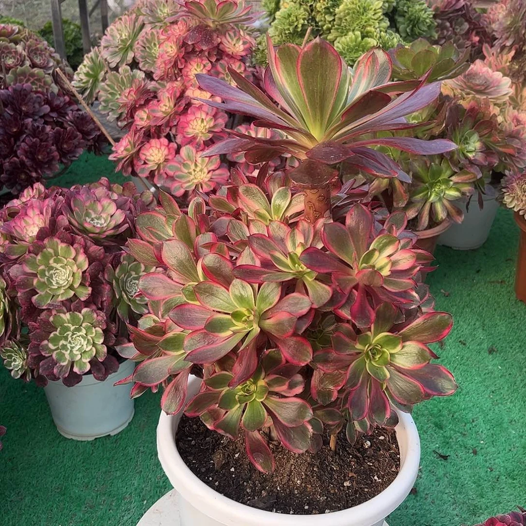 无花朵红魔女法师多肉植物漂亮