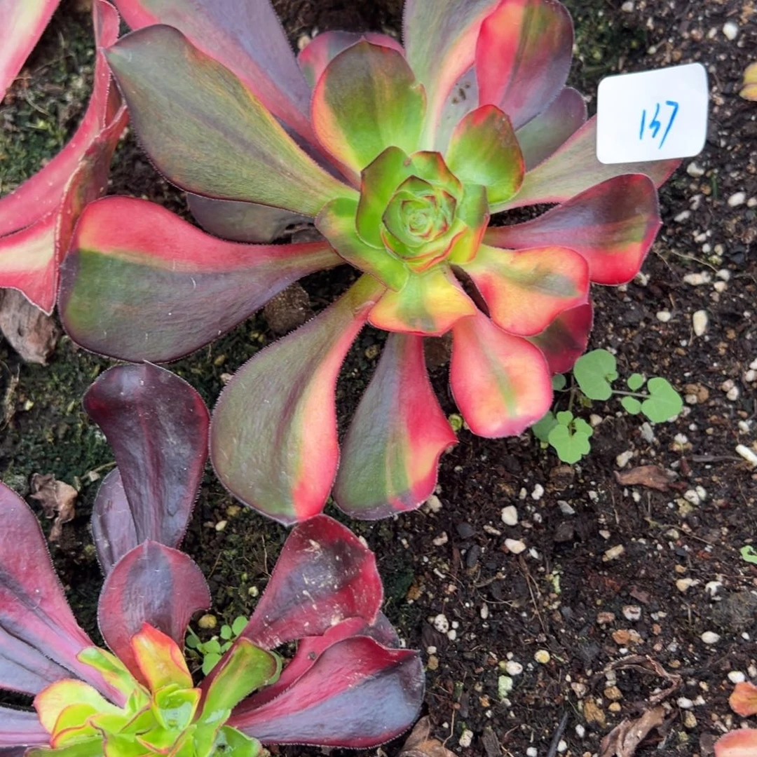 137无毒七八多肉多肉多肉