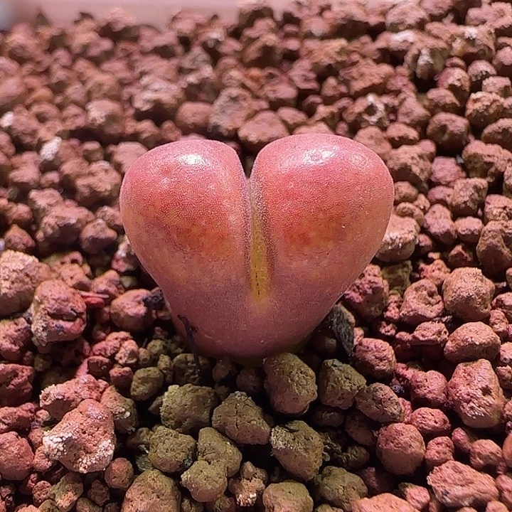 开播福利活动。  008