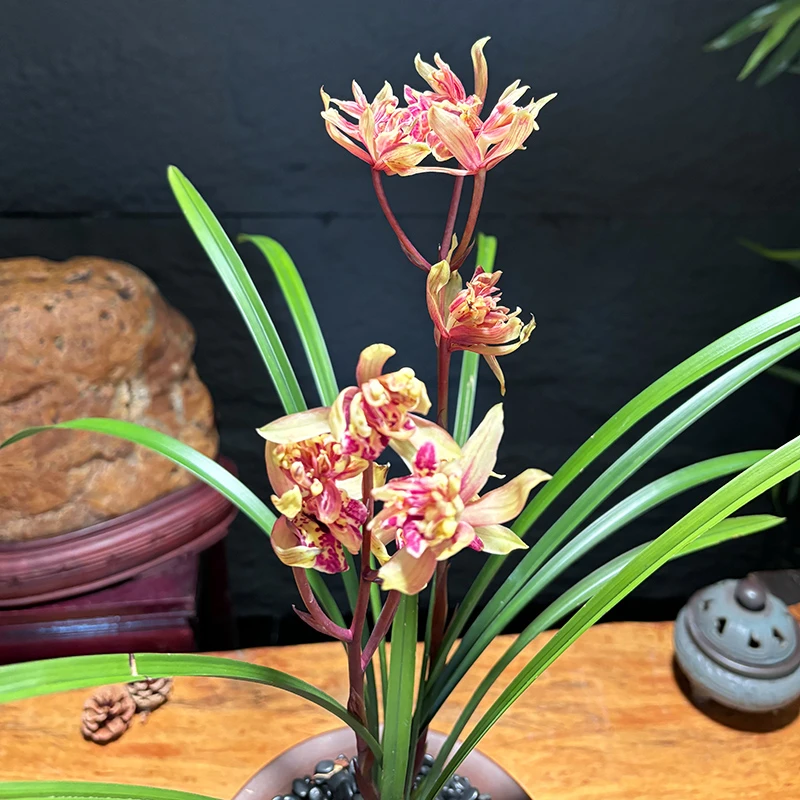 火麒麟 春剑稀少奇花 开花非常好看 室内室外好养兰花