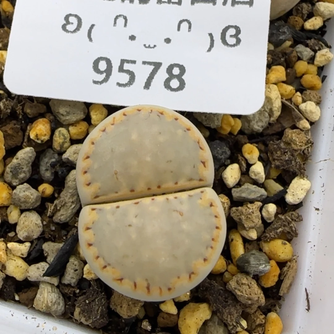 9568。默认脱土。18包邮。偏远88包邮