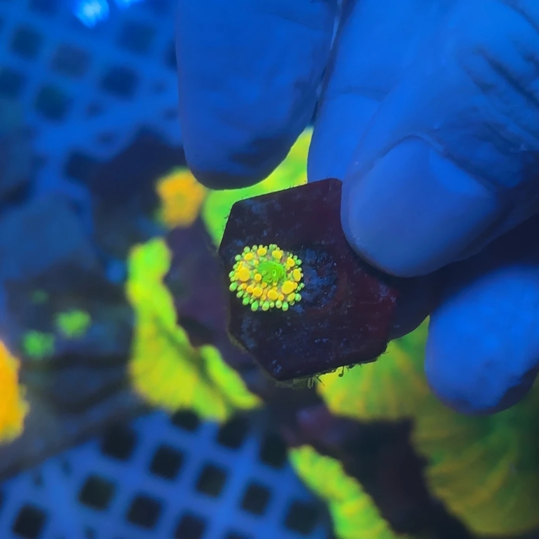 是***呀海缸造景海葵草皮海缸造景