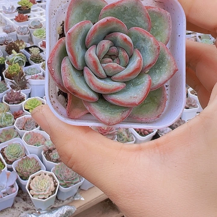 草莓泡芙带盆19包邮