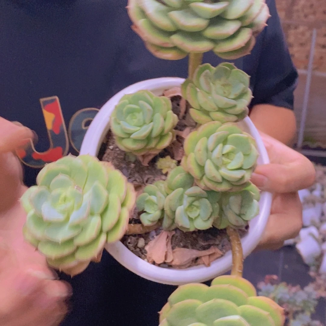 妮可莎娜玫瑰大盆