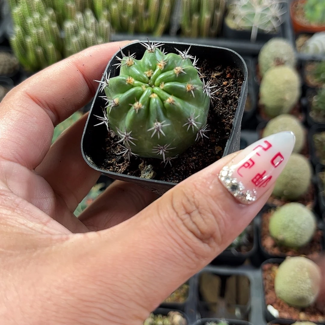 激光单头发货单头